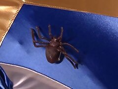 SPSD64_01 Sweet Teen's First Time-Japanese Cutie's Intense Porn Debut